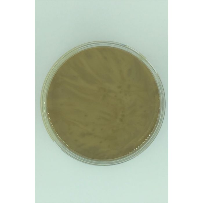 Stay Open Transparent 225g